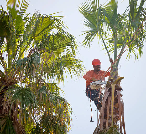 How Our Tree Care Process Works  in  Sonterra, TX